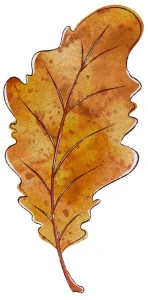 محصولات مراقبت از پوست و مو بلوط