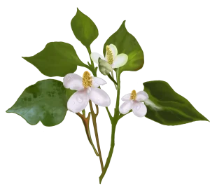 Pngtree—houttuynia cordata hand drawn plant 5756650 copy