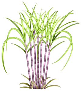 Pngtree—simple hand drawn style sugar 5441680 copy