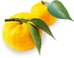 kisspng clementine lemon mandarin orange citron rangpur yuzu 5b2776f4c60d33.0793586115293130128112 copy